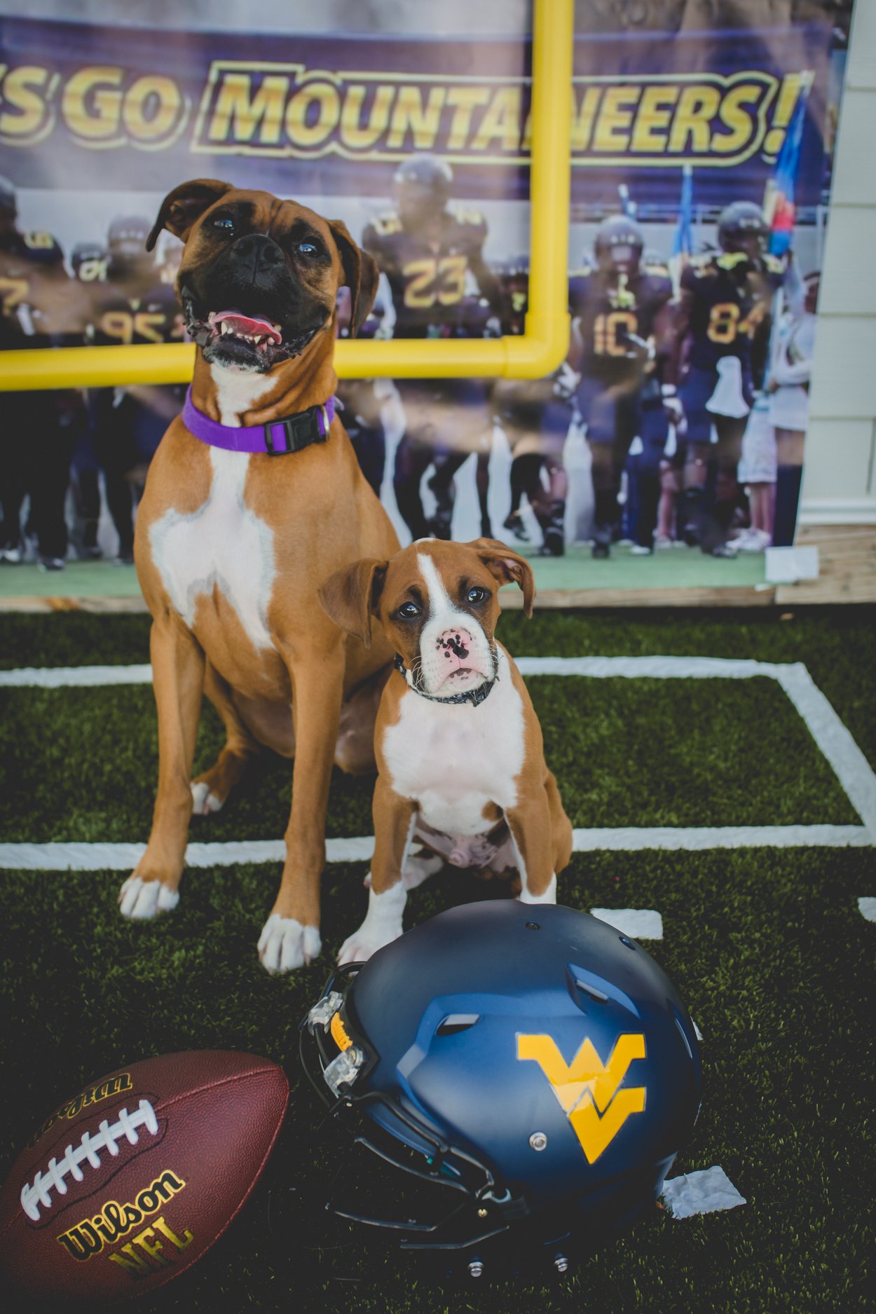 WVU football ready at Pampered 4 Paws