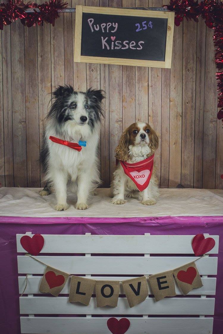 Pampered 4 Paws valentines