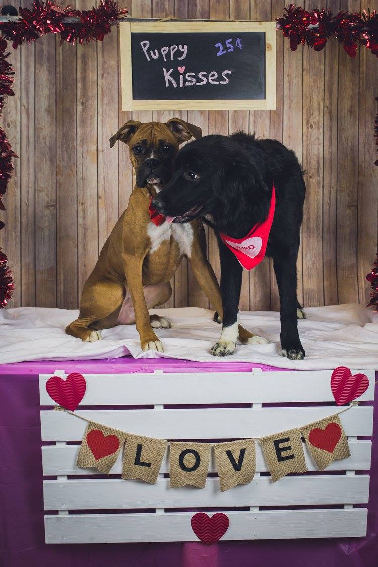 Dog daycare Valentine's day